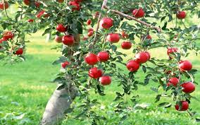 appletree.png