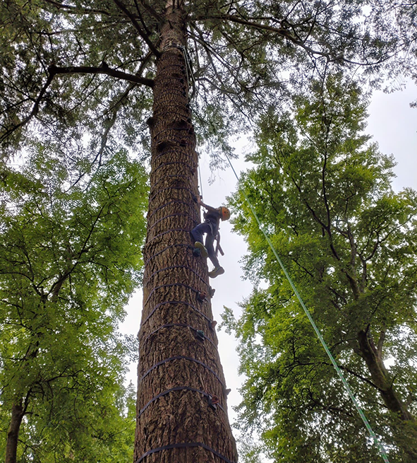tree climb.png